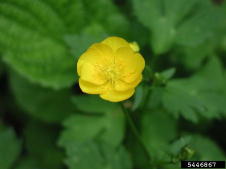 Creeping buttercup flower