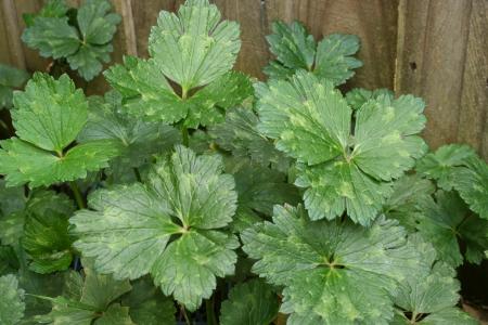 Creeping buttercup leaves
