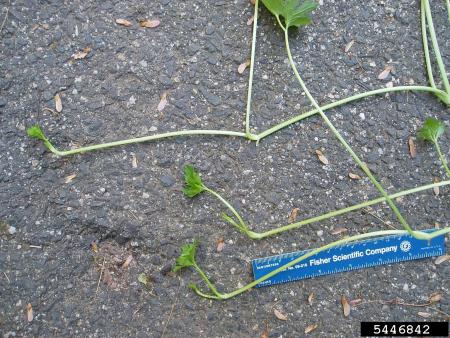 Example of creeping buttercup stems that take root