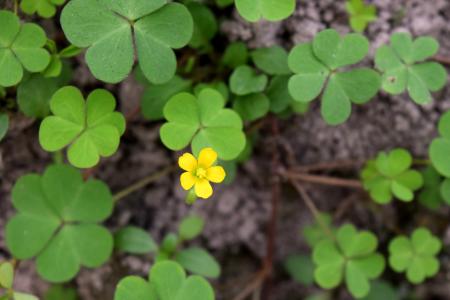 Creeping woodsorrel stems leaves, and flower