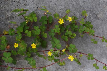 Tallos, hojas y flores de acedera rastrera