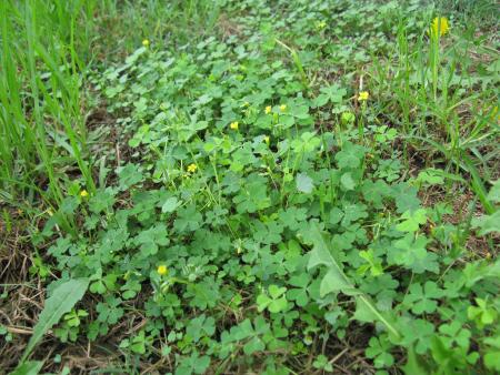 Creeping woodsorrel in lawn