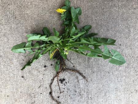 Dandelion plant with root removed from ground