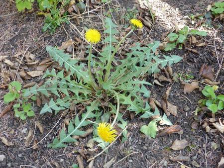 Dandelion growing in mulch near building