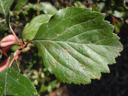 Leaf of black hawthorn