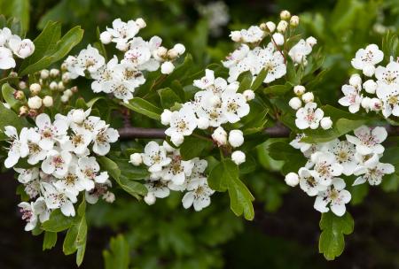 Common hawthorn flowers and leaves