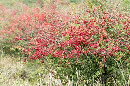 Common Hawthorn leaves and fruits