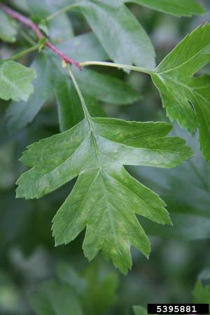 Common hawthorn leaf