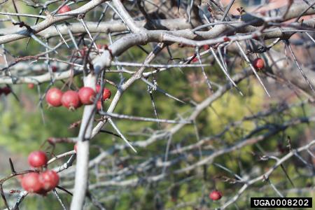 Common hawthorn stems with thorns and berries