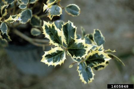 Cultivar de acebo con hojas variegadas.