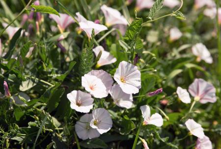 Flores y hojas de la correhuela silvestre