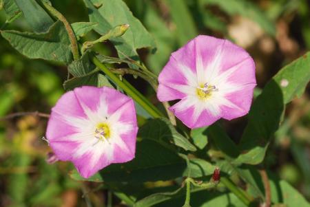 Pink and white field bindweed flowers