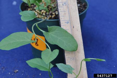 Field bindweed leaves and flower on a stem compared to ruler