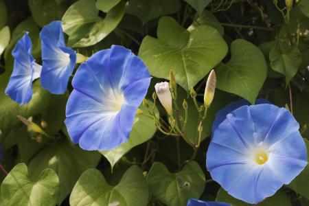 Vid de gloria de la mañana con flores azules