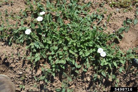 Field bindweed patch