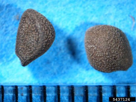 Field bindweed seeds compared to ruler (millimeter scale)