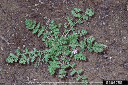 Rosette of frilly leaves with pink flower