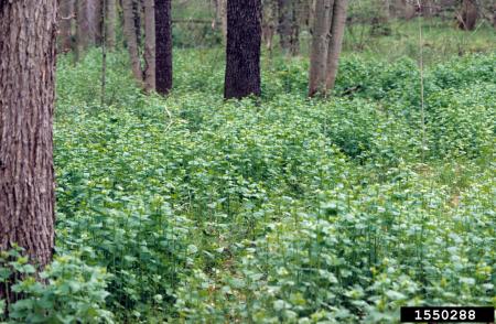 Garlic mustard growing in a forest 