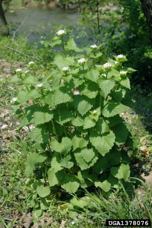 Garlic mustard plant