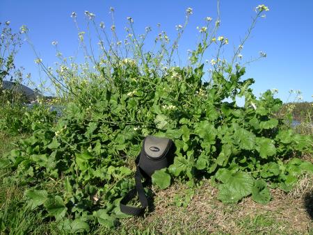 Wild mustard plants with flowers