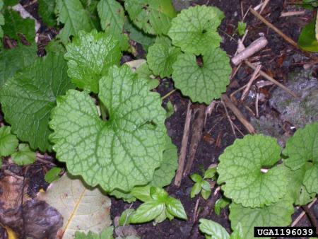 Garlic mustard rosettes