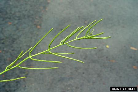 Garlic mustard pods