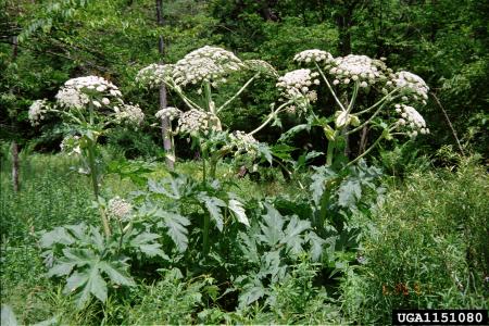 Hierba gigante con tres grandes tallos de flores