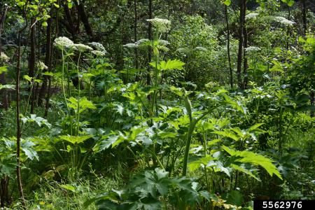 Planta de chirivía de vaca con flores blancas