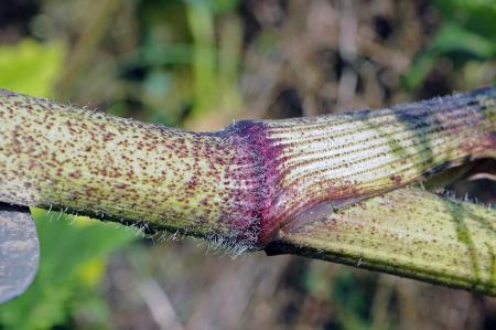 El tallo hueco está cubierto de manchas, protuberancias y pelos de color púrpura oscuro.