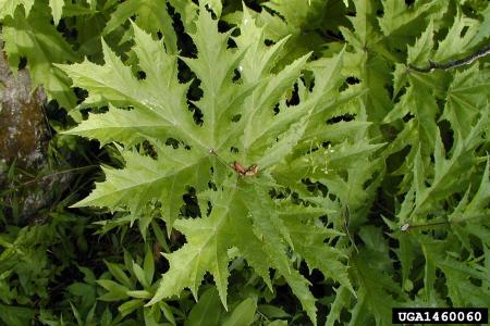 Hojas de Heracleum gigante