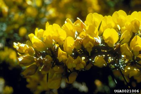 Flores de aulaga en tallo