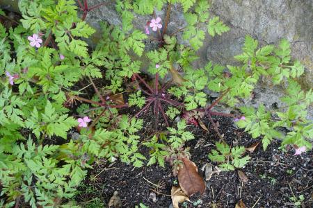 Finely divided leaves, hairy stems, pink flowers