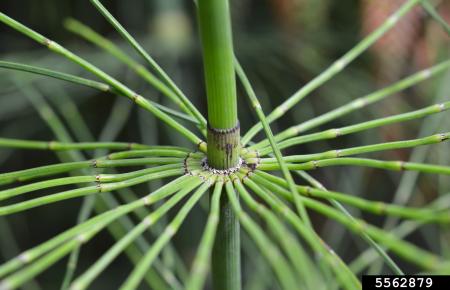 Closeup of stem with thin whorled leaves