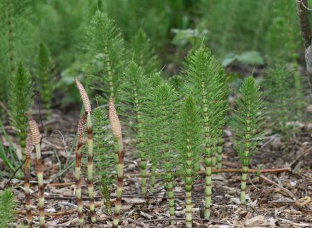 Fertile and sterile stems of giant horsetail