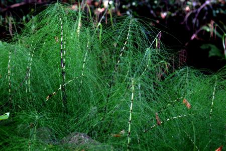 Sterile stems of field horsetail