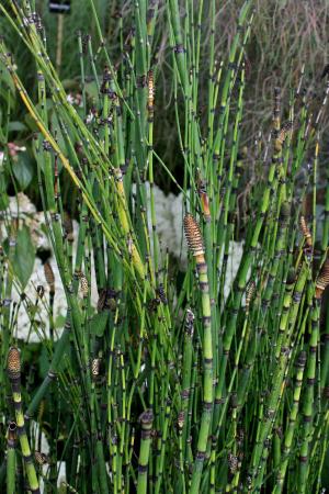 Scouring rush stems