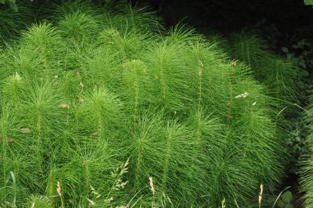 Dense patch of field horsetail