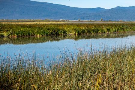 Wetland