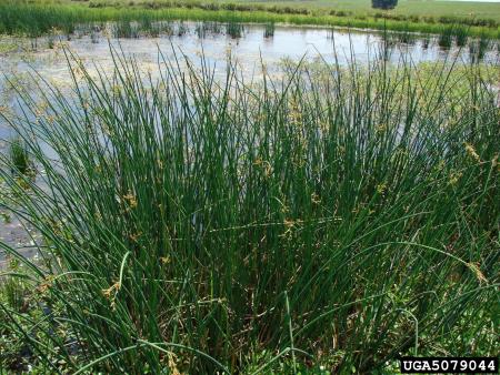 Patch of bulrush