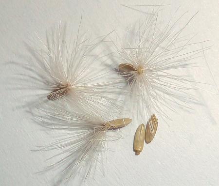 Italian thistle fruits