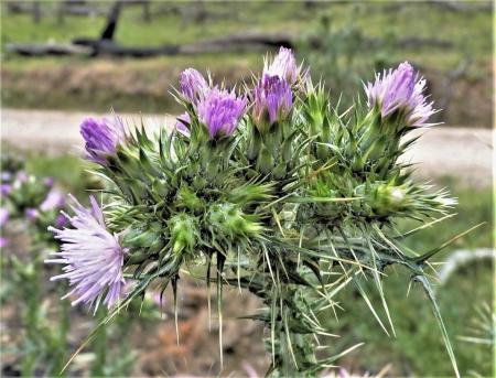 Slenderthistle flowers