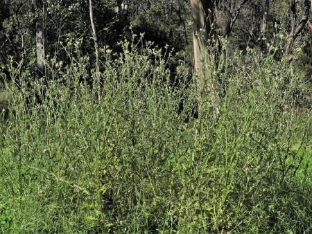 Italian thistle plants