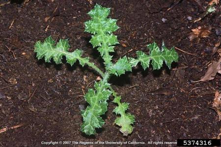 Italian thistle rosette