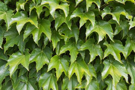 Boston ivy leaf with three tips