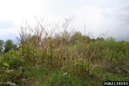Knotweed stand with dead stems in dormant season
