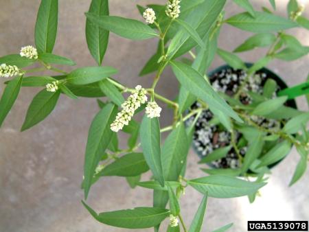 Knotweed plant with stems, leaves, and flowers