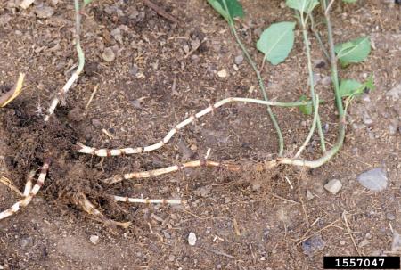Knotweed root structure