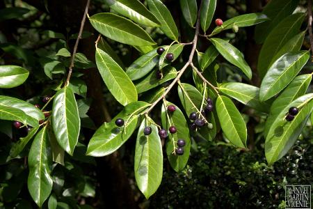 Cherry laurel leaves and berries