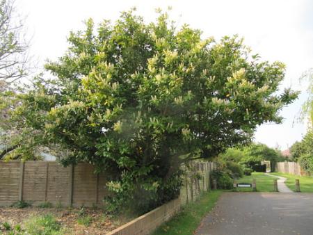 Flowering cherry laurel shrub in landscape