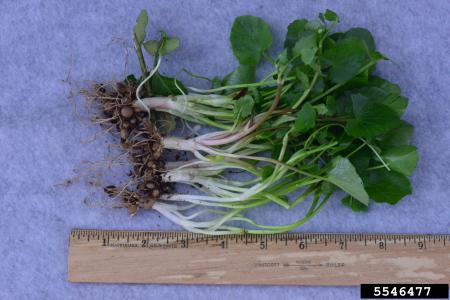 Plantas de celidonia menor con raíces y tallos al lado de la regla